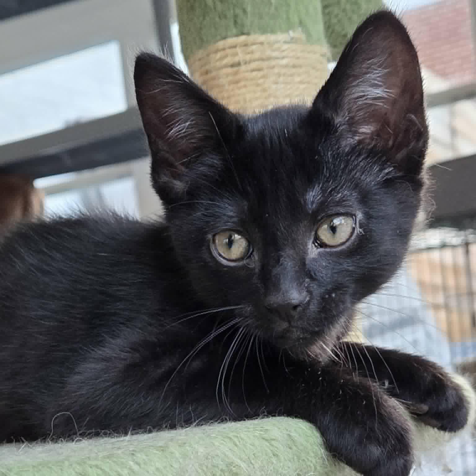 Enlarge Obsidian aka "Sid", a Adoptable mixed breed in Harrisburg, PA image 5/6