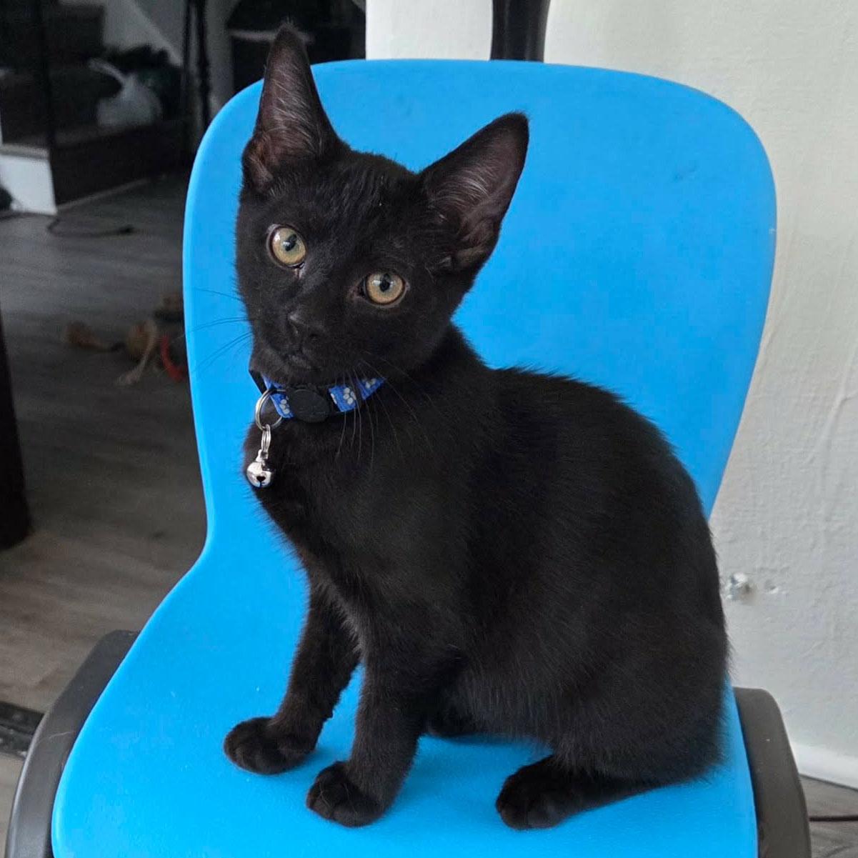 Enlarge Obsidian aka "Sid", a Adoptable mixed breed in Harrisburg, PA image 6/6