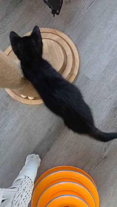 Enlarge Obsidian aka "Sid", a Adoptable mixed breed in Harrisburg, PA video 2/6
