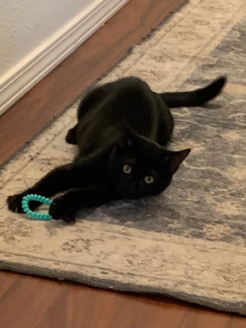 Enlarge Jet, a Adopted Domestic Short Hair in Centerton, AR image 1/1