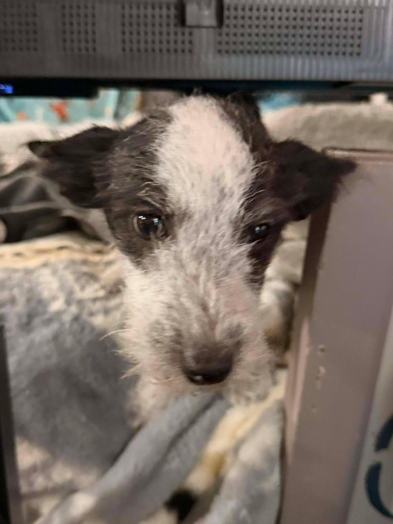 Cyrus, a Adopted mixed breed in Visalia, CA image 1/3