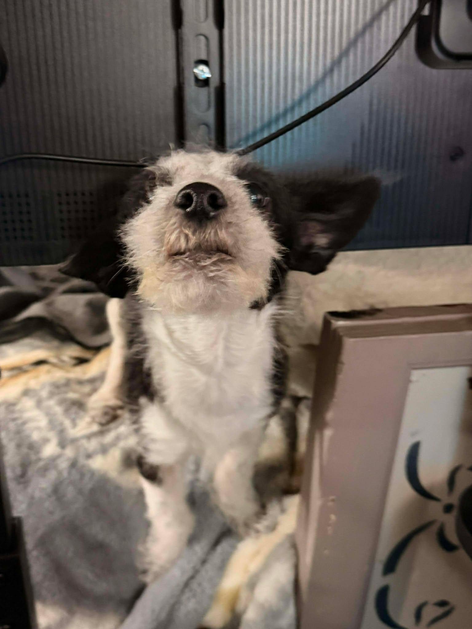 Cyrus, a Adopted mixed breed in Visalia, CA image 2/3