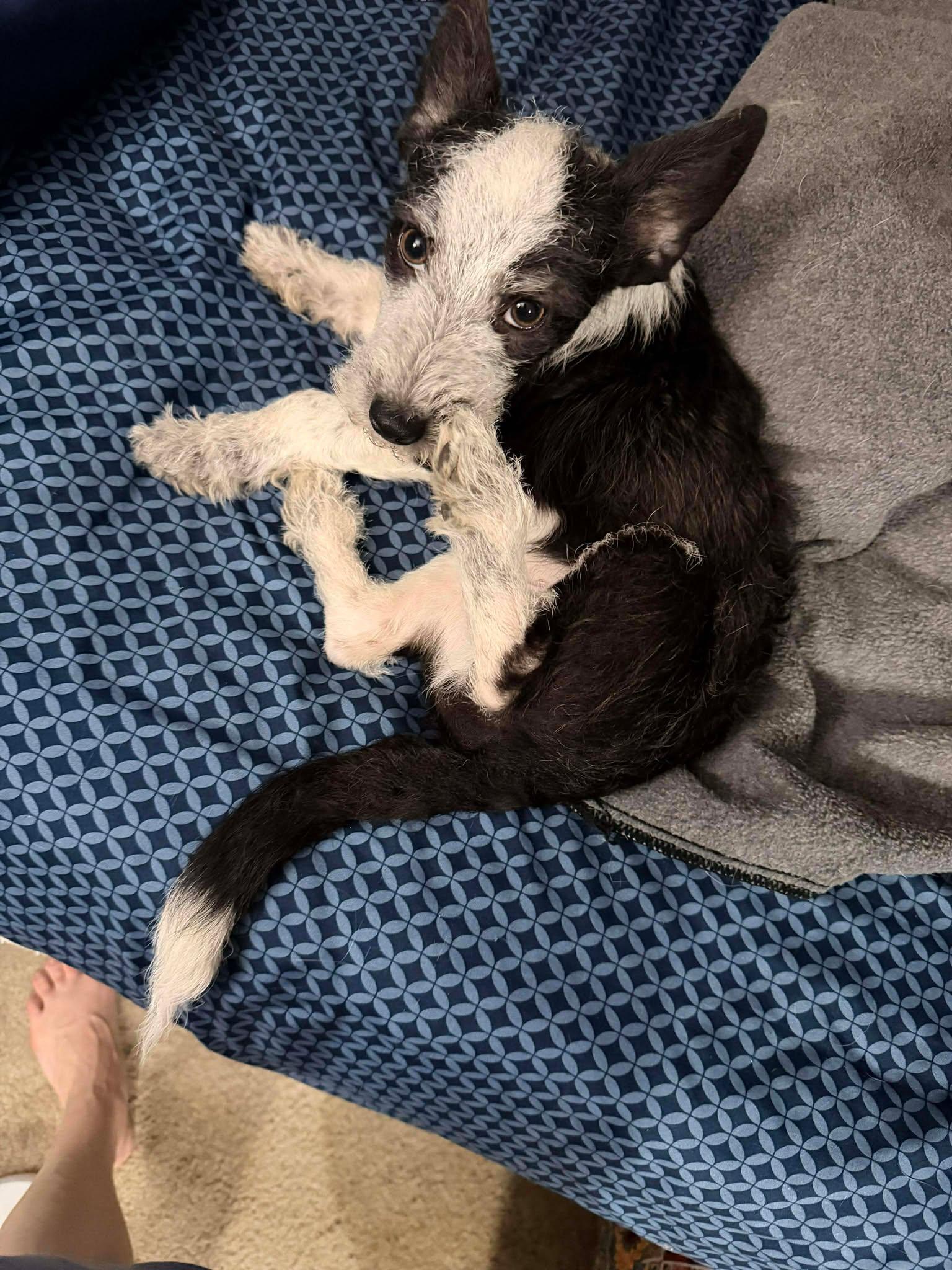 Cyrus, a Adopted mixed breed in Visalia, CA image 3/3