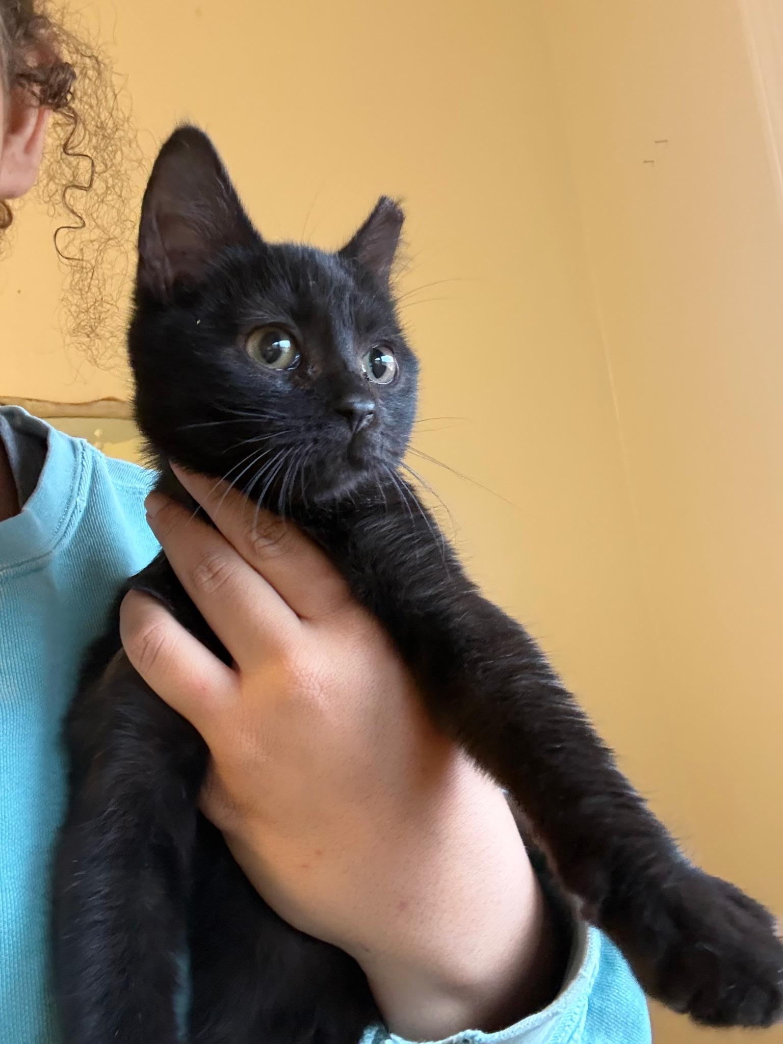 Cane, an adopted Domestic Short Hair in Greensboro, NC image 2/4