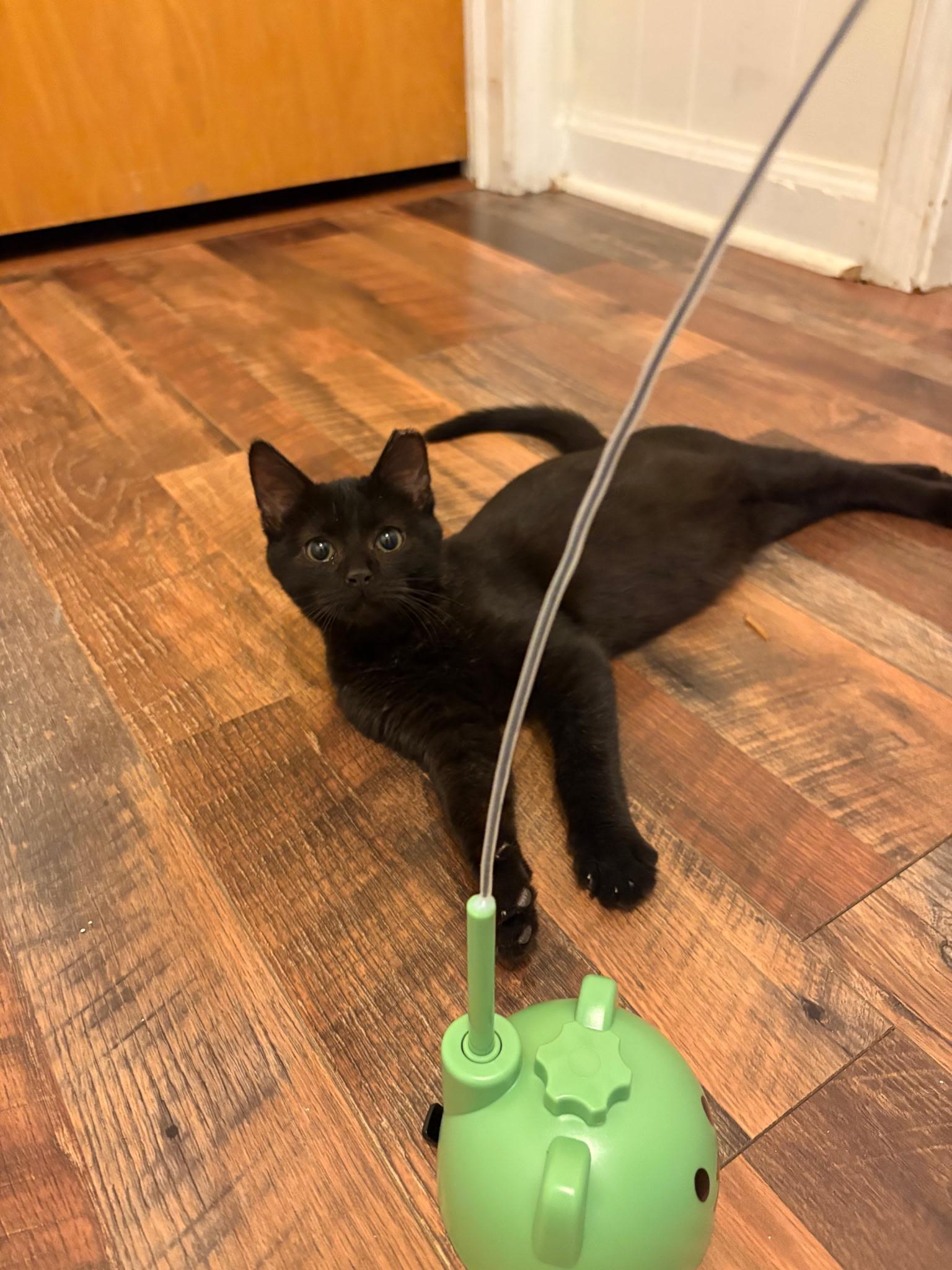 Cane, an adopted Domestic Short Hair in Greensboro, NC image 1/4