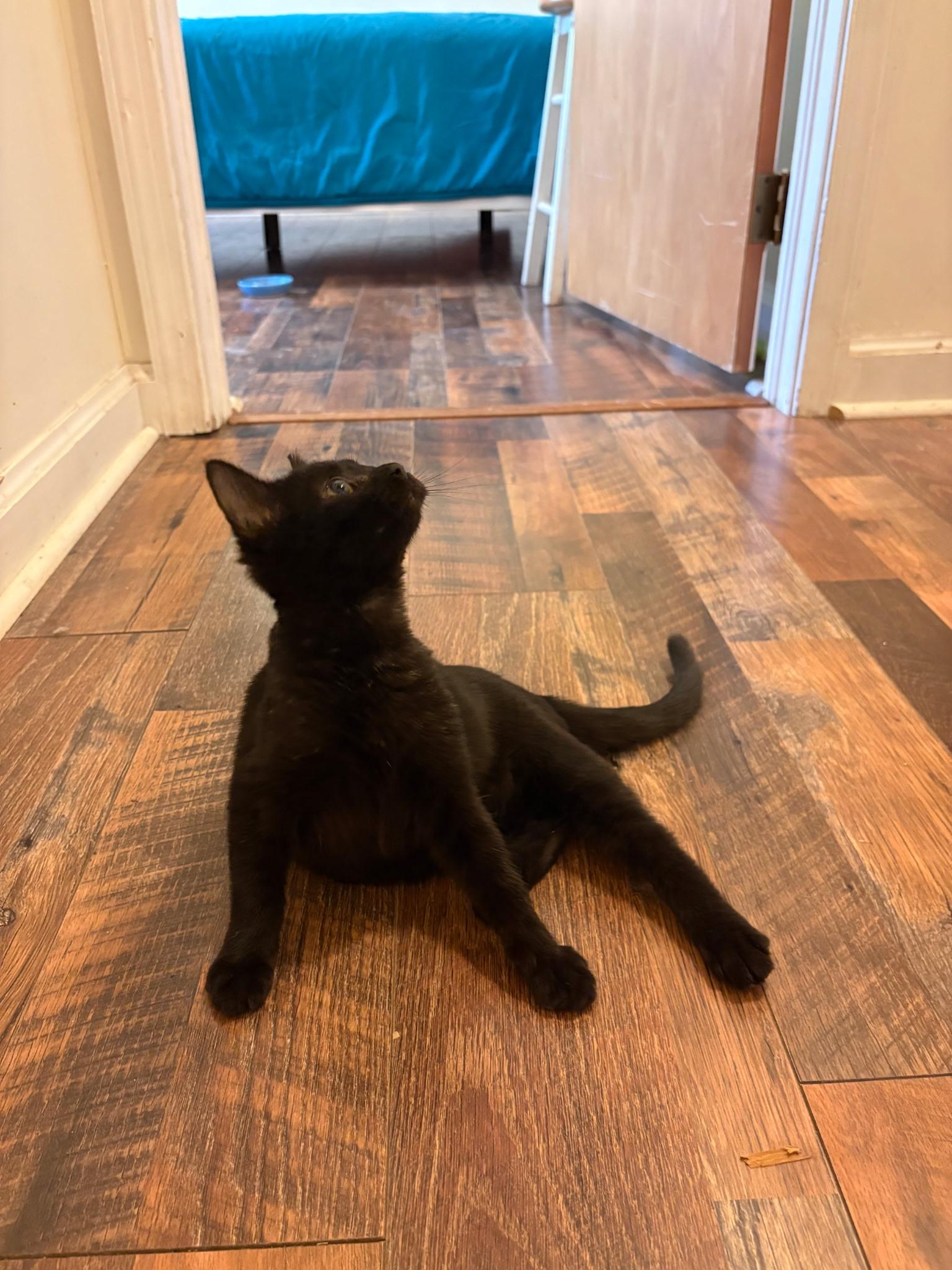 Cane, an adopted Domestic Short Hair in Greensboro, NC image 3/4