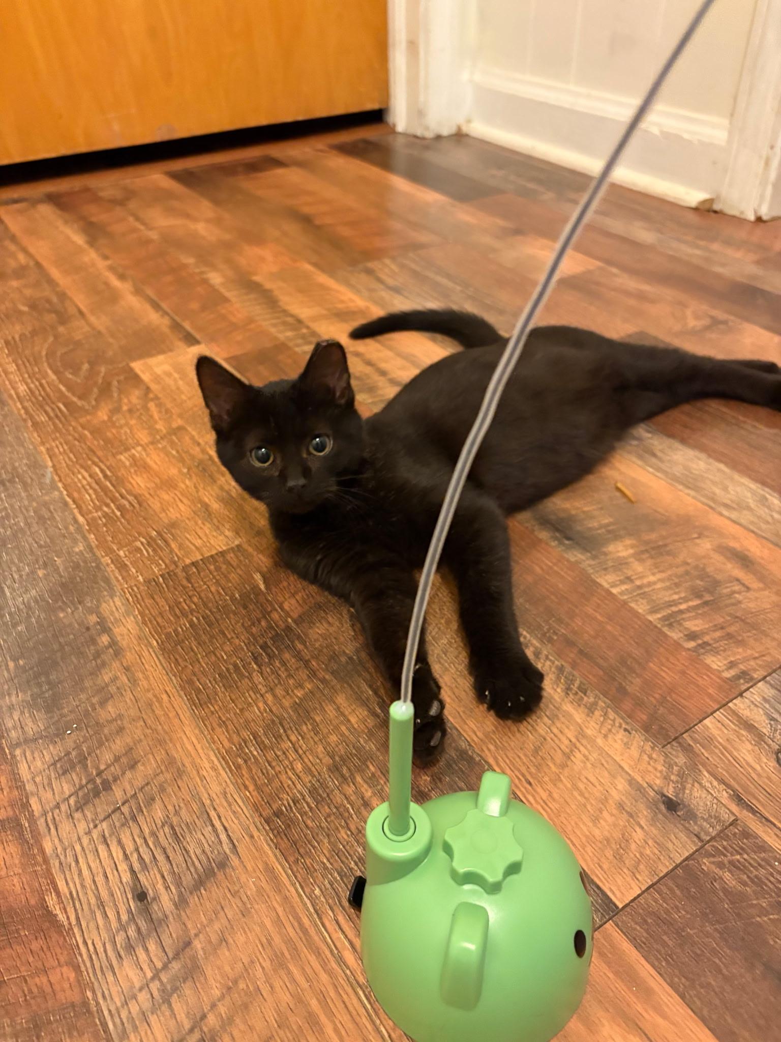 Cane, an adopted Domestic Short Hair in Greensboro, NC image 4/4