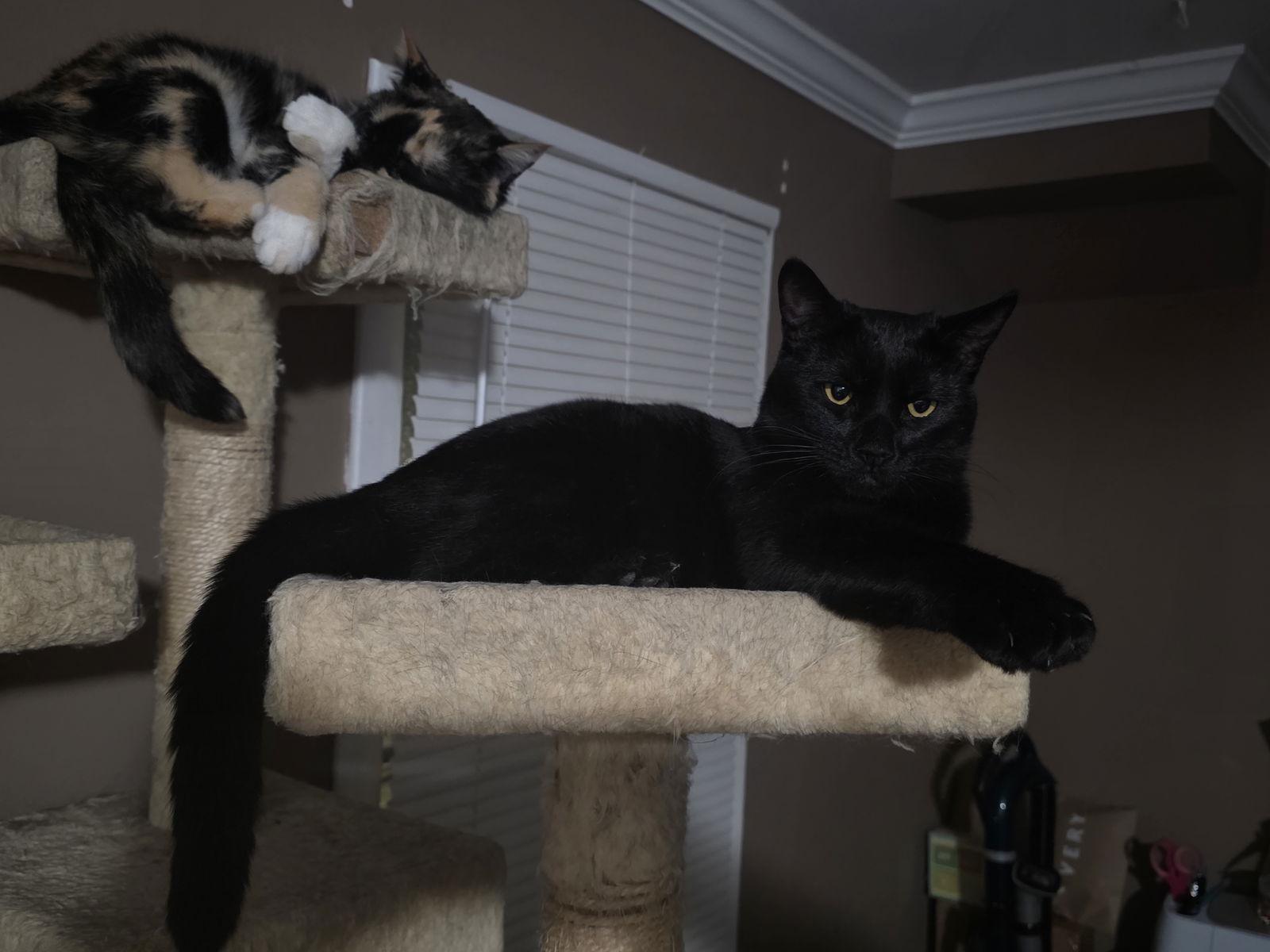 Enlarge Clover, a Adoptable Domestic Short Hair in Naugatuck, CT image 1/3