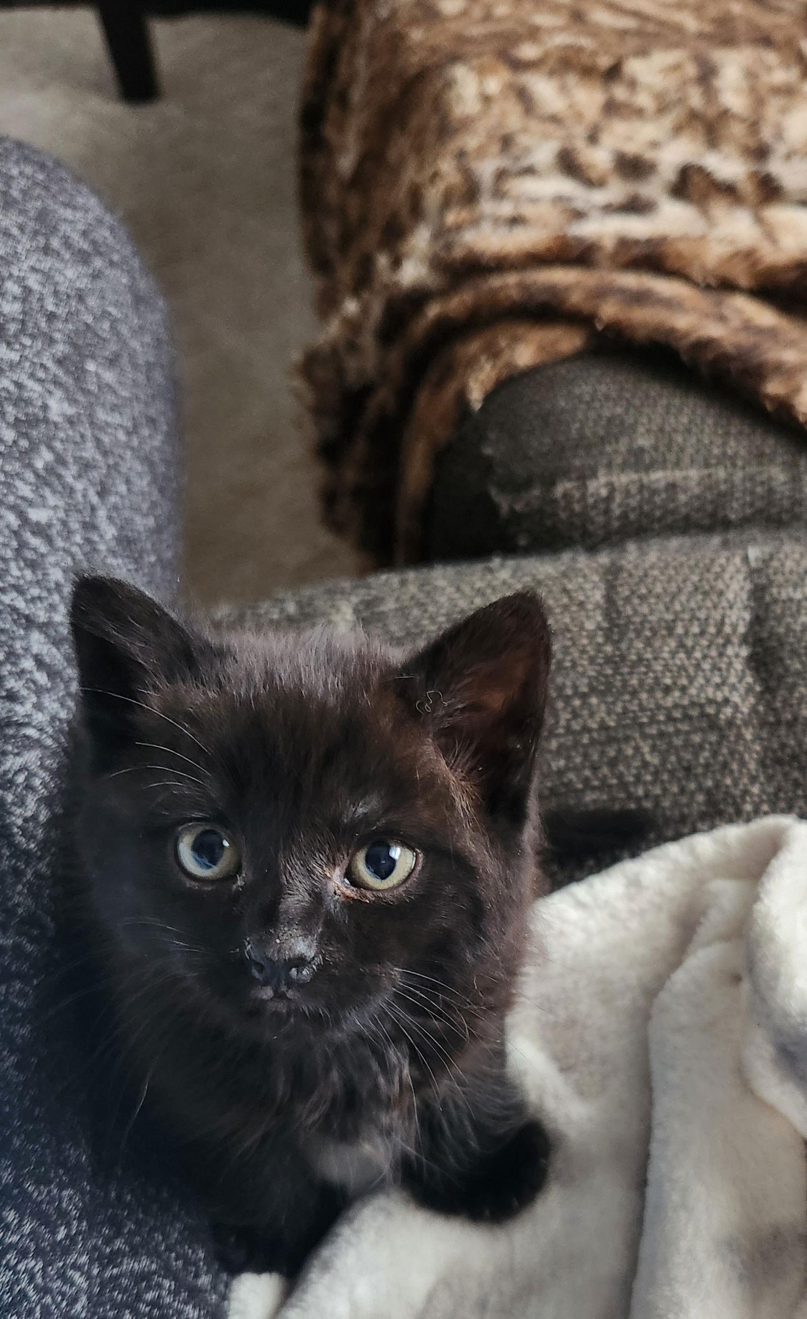 Clover, a Adoptable Domestic Short Hair in Naugatuck, CT image 1/3