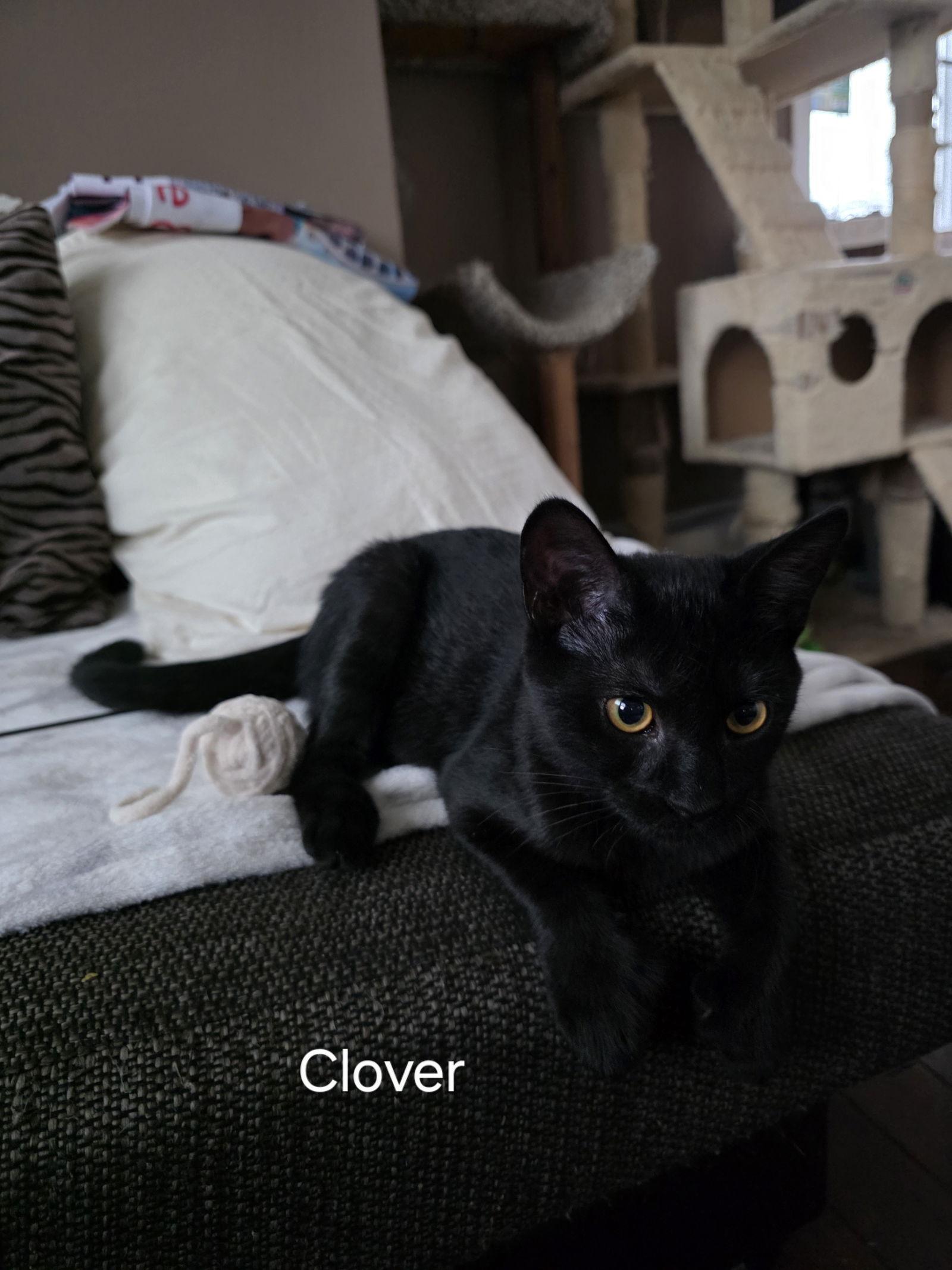 Clover, a Adoptable Domestic Short Hair in Naugatuck, CT image 2/3