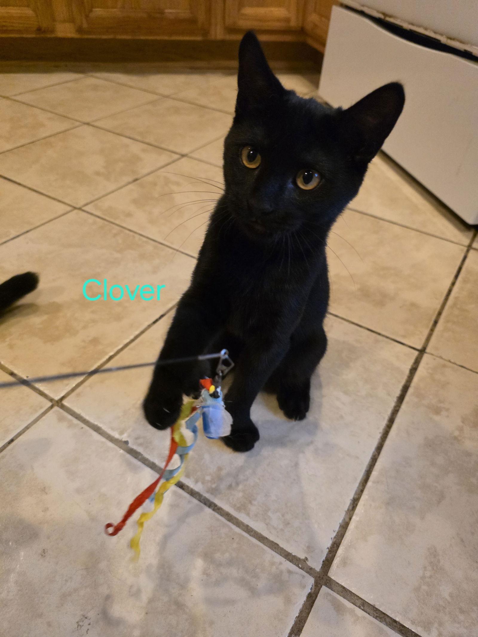 Clover, a Adoptable Domestic Short Hair in Naugatuck, CT image 3/3