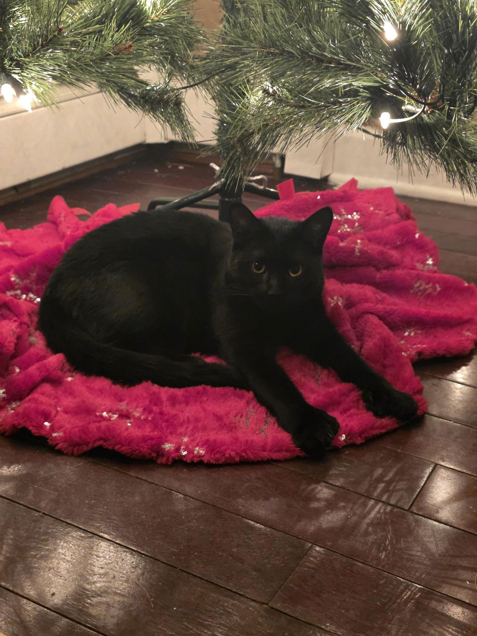 Enlarge Clover, a Adoptable Domestic Short Hair in Naugatuck, CT image 2/3