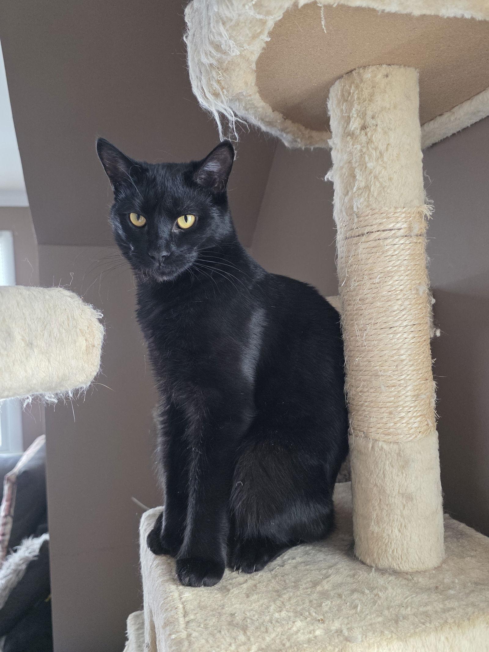 Enlarge Clover, a Adoptable Domestic Short Hair in Naugatuck, CT image 3/3