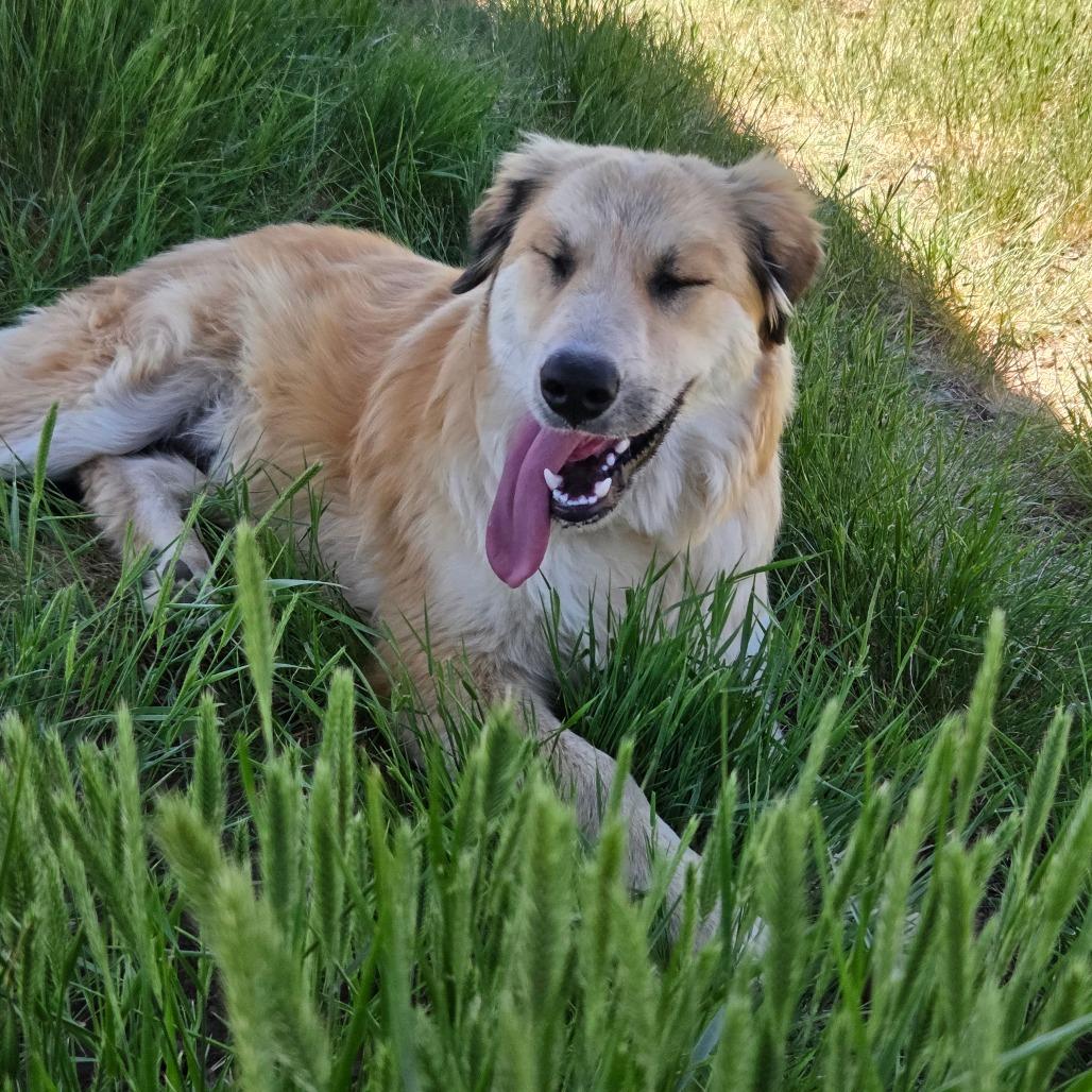 Bear, a Adoptable Mixed Breed in Park City, UT image 1/6