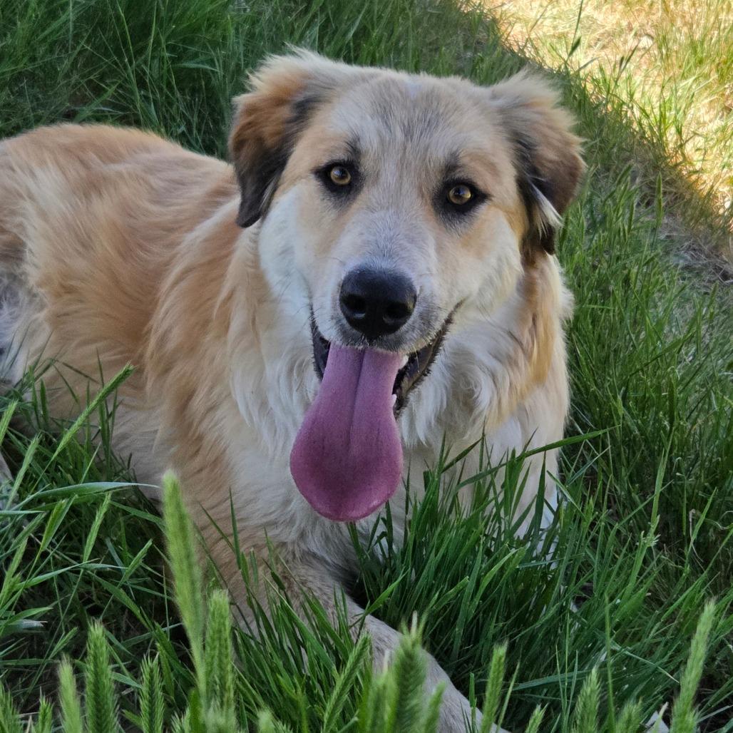Bear, a Adoptable Mixed Breed in Park City, UT image 2/6