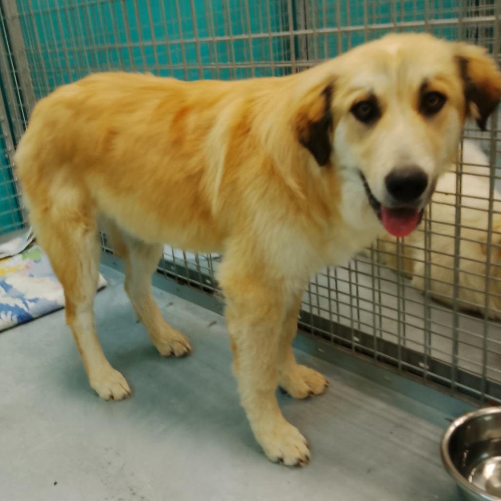 Bear, a Adoptable Mixed Breed in Park City, UT image 3/6