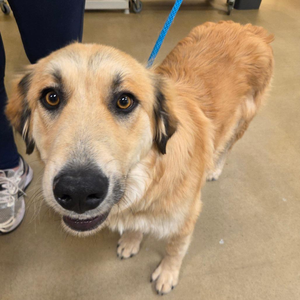 Bear, a Adoptable Mixed Breed in Park City, UT image 4/6