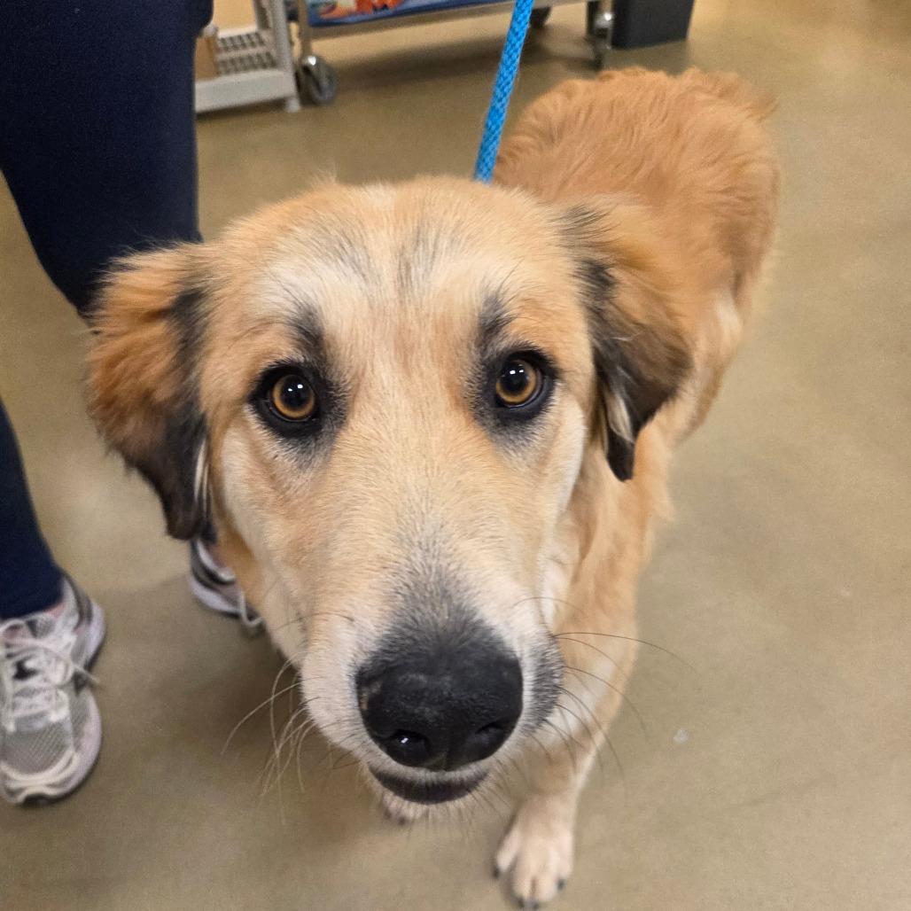 Bear, a Adoptable Mixed Breed in Park City, UT image 6/6