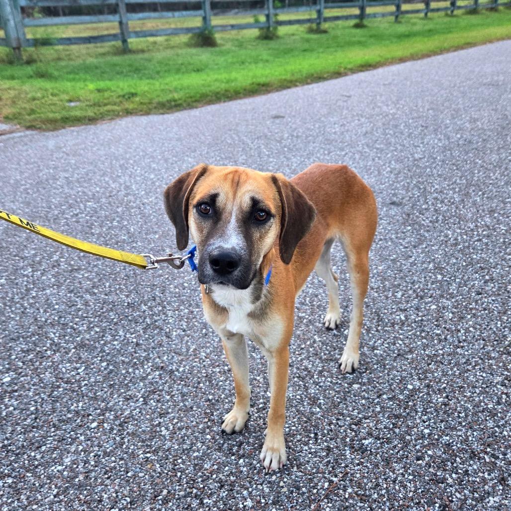 Enlarge Henry George, a Adoptable mixed breed in North Port, FL image 2/3