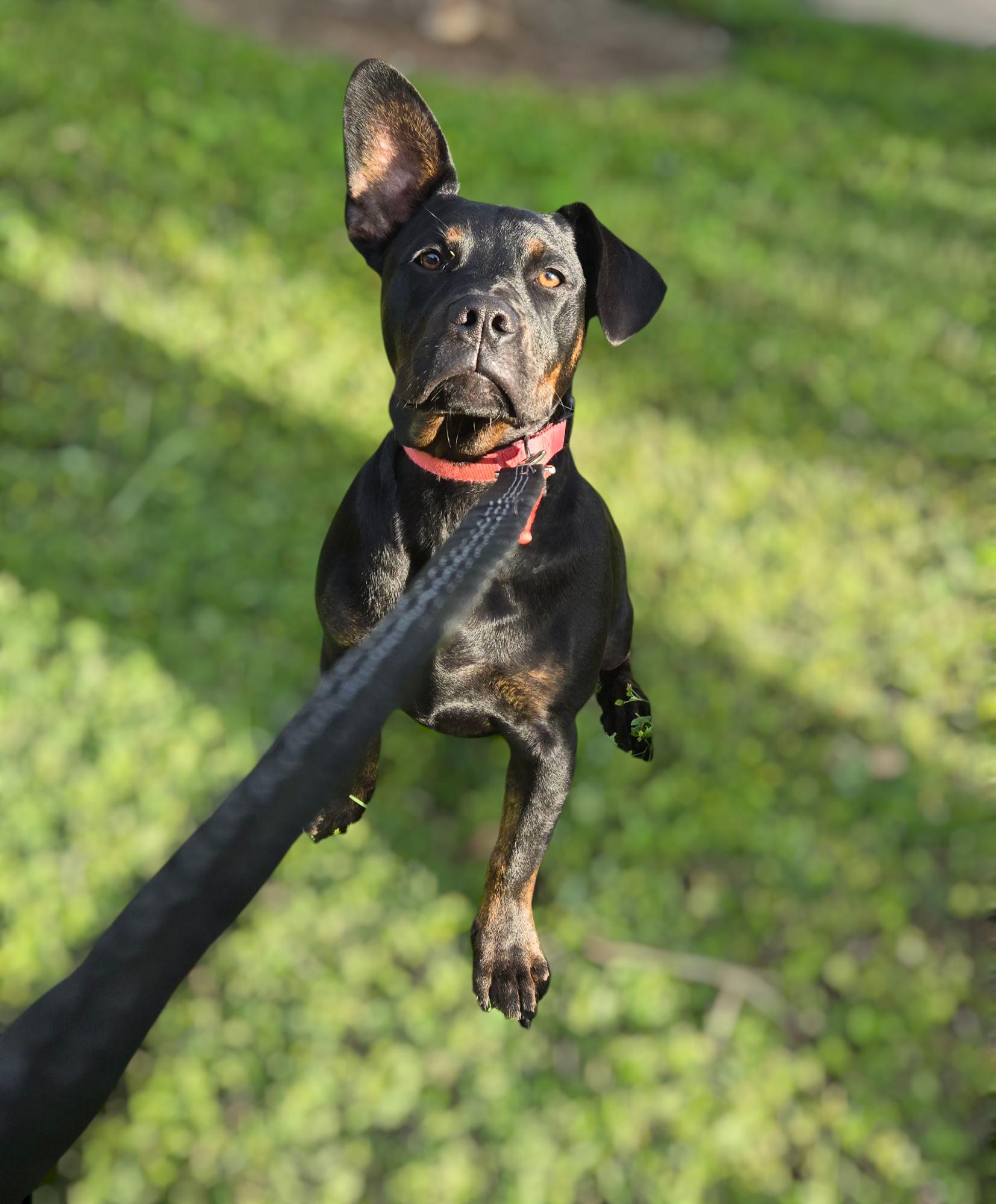 Enlarge Millie, a Adoptable mixed breed in Lodi, CA image 1/3