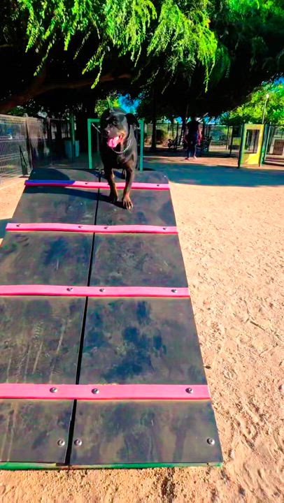 Enlarge Millie, a Adoptable mixed breed in Lodi, CA video 2/3