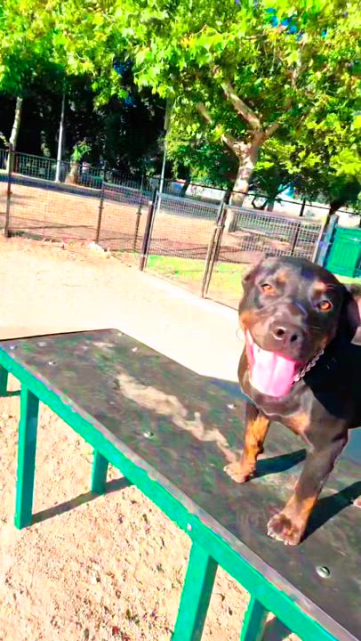 Enlarge Millie, a Adoptable mixed breed in Lodi, CA video 3/3