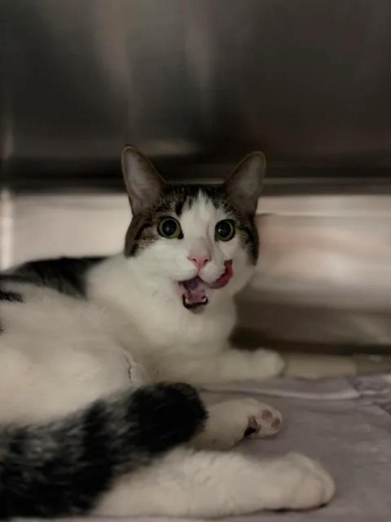 Enlarge Tiger Lily, a Adoptable Domestic Short Hair in Fruit Heights, UT image 1/6