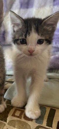 Enlarge Tiger Lily, a Adoptable Domestic Short Hair in Fruit Heights, UT image 2/6