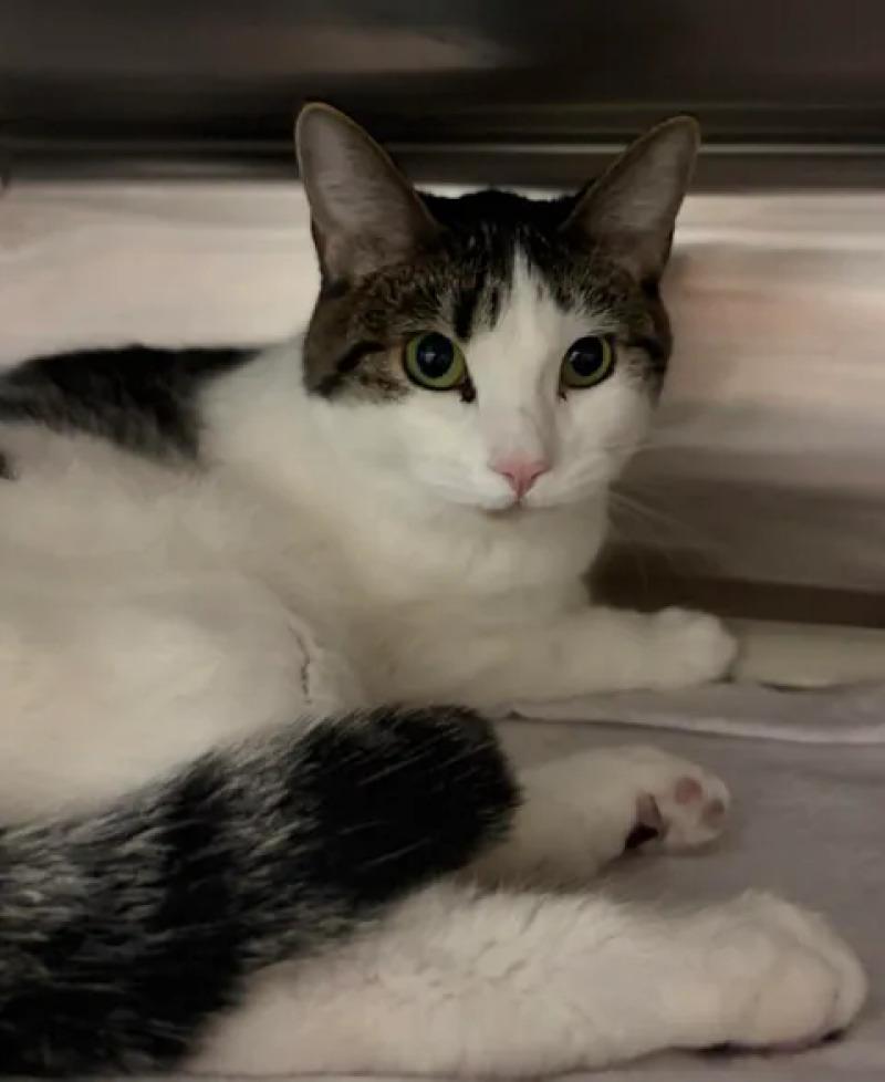 Enlarge Tiger Lily, a Adoptable Domestic Short Hair in Fruit Heights, UT image 3/6