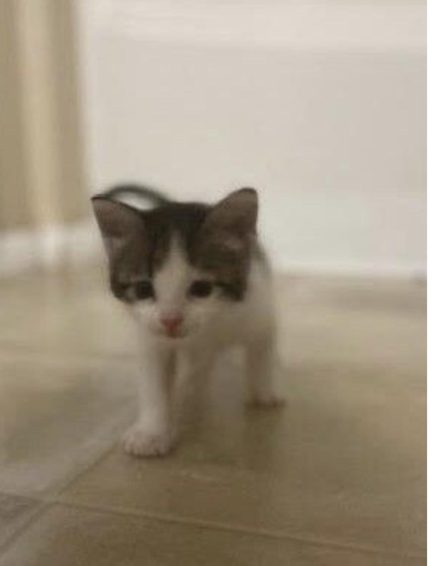 Enlarge Tiger Lily, a Adoptable Domestic Short Hair in Fruit Heights, UT image 4/6