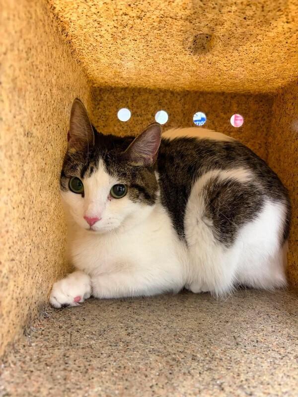 Enlarge Tiger Lily, a Adoptable Domestic Short Hair in Fruit Heights, UT image 5/6