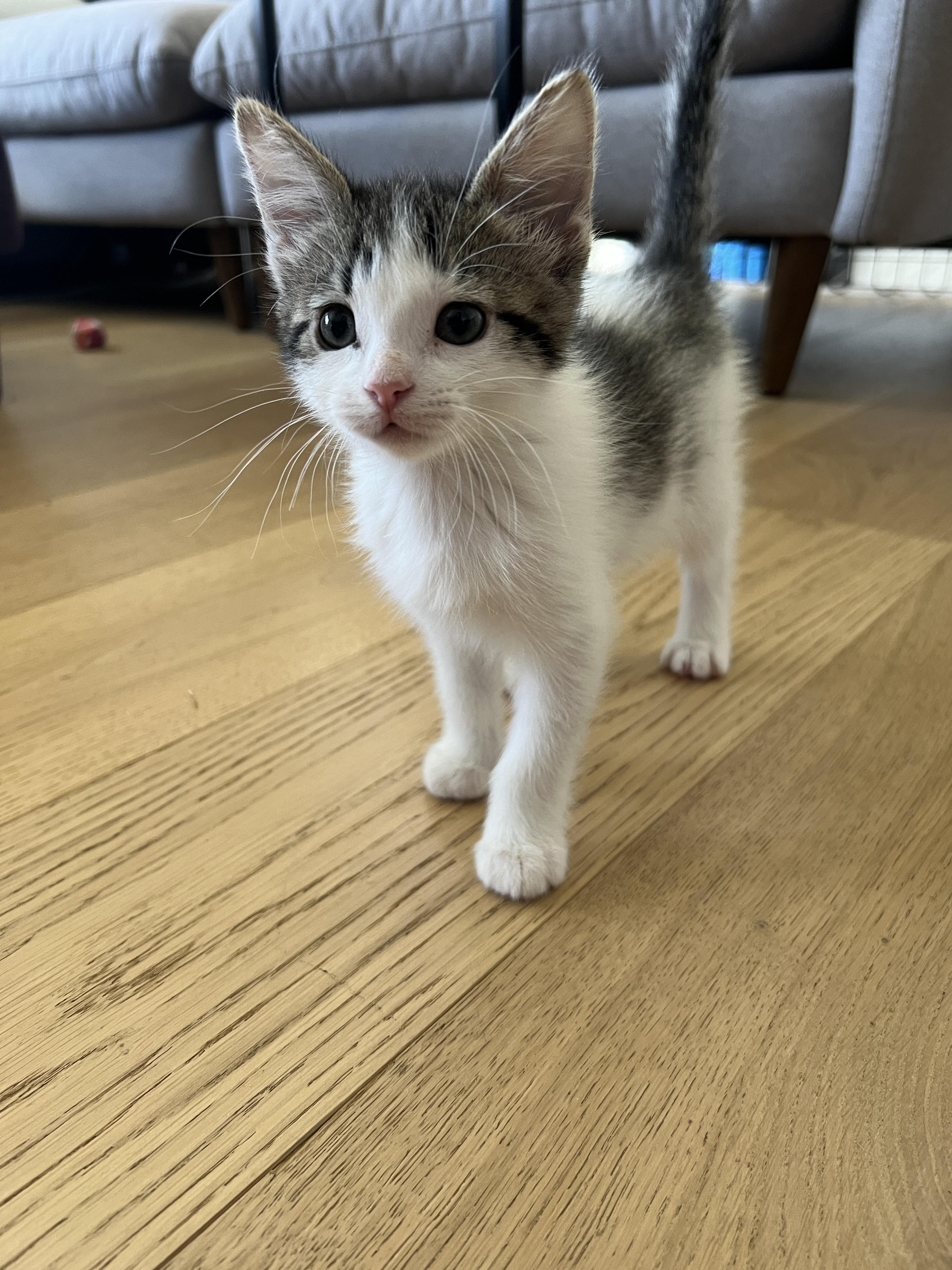 Enlarge Tiger Lily, a Adoptable Domestic Short Hair in Fruit Heights, UT image 6/6