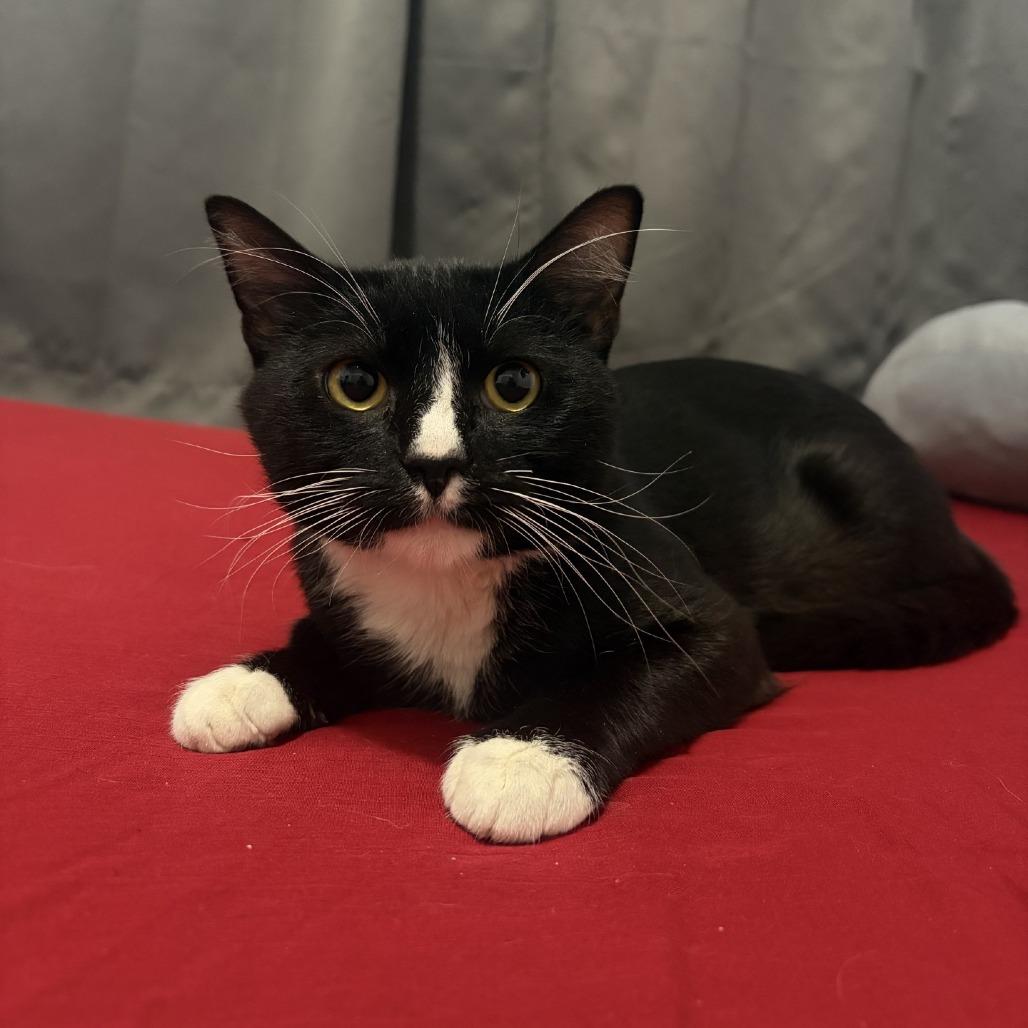 Sailor Cat Skipper, Adoptable, Young Male Domestic Short Hair.