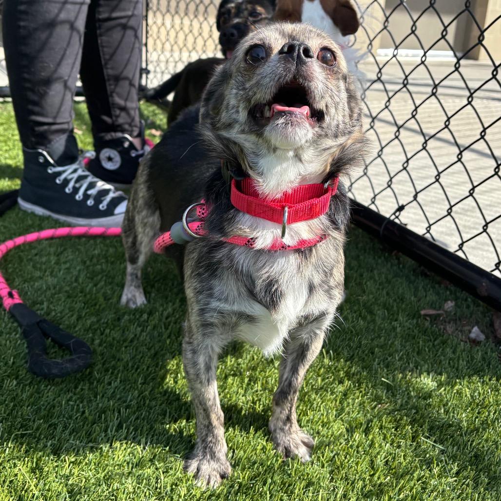Cutie Pie, Adoptable, Adult Male Mixed Breed.
