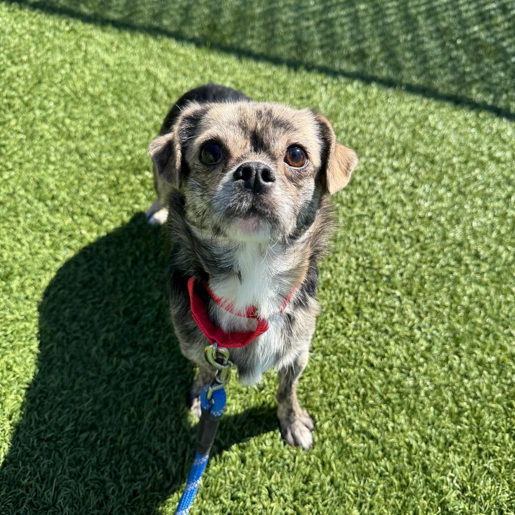 Enlarge Cutie Pie, a Adoptable Mixed Breed in Washington Township, OH image 2/4