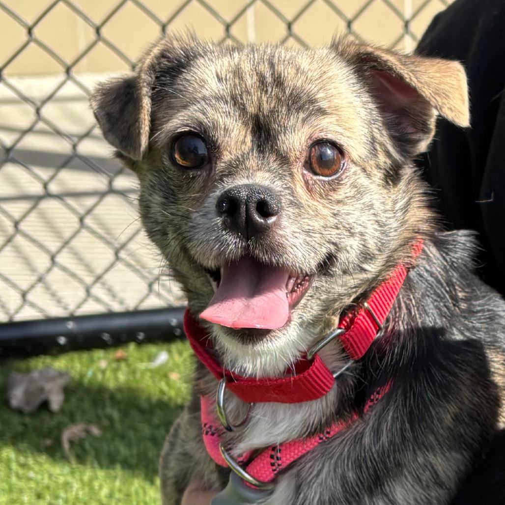 Enlarge Cutie Pie, a Adoptable Mixed Breed in Washington Township, OH image 3/4