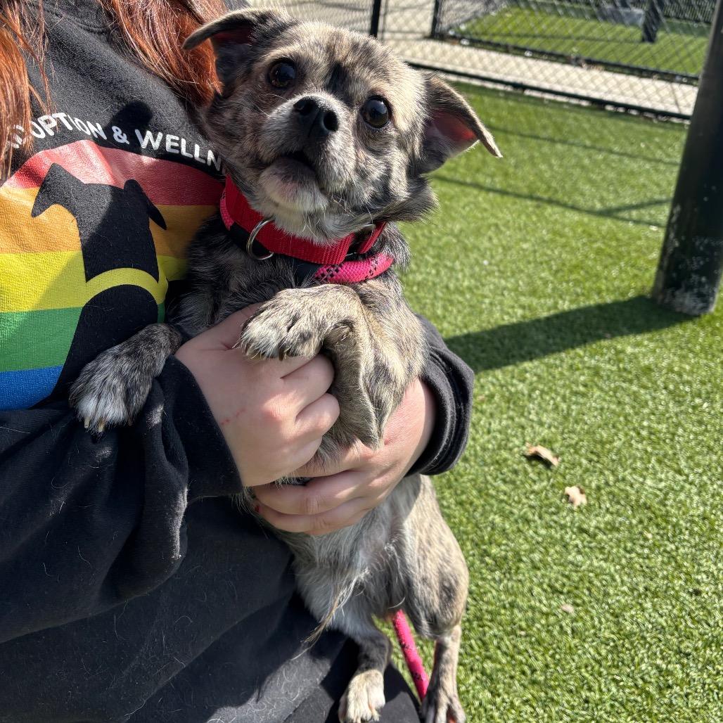 Enlarge Cutie Pie, a Adoptable Mixed Breed in Washington Township, OH image 4/4