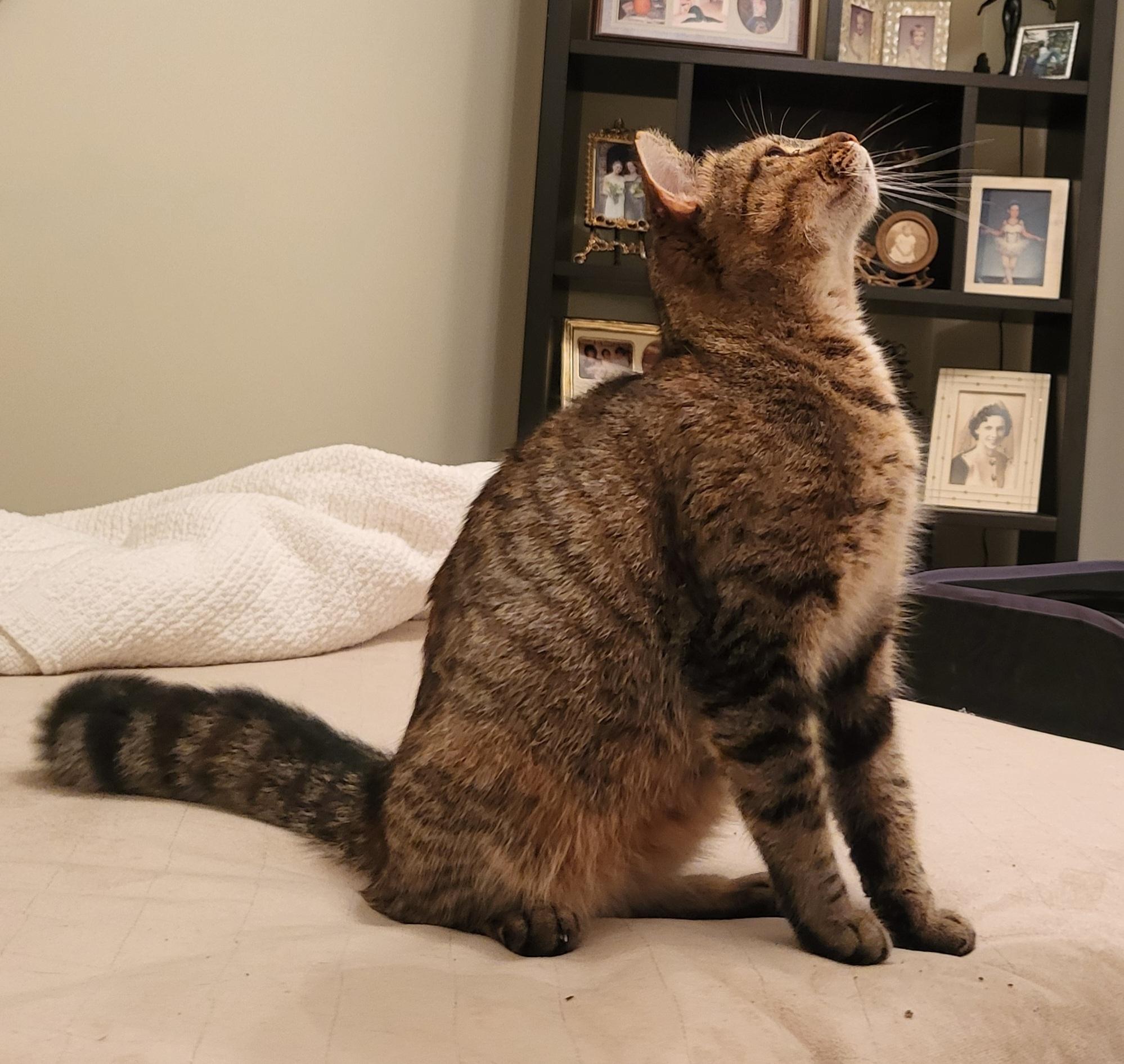 Enlarge Sugar Mama, a ADOPTABLE Domestic Short Hair in Richmond, VA image 3/3