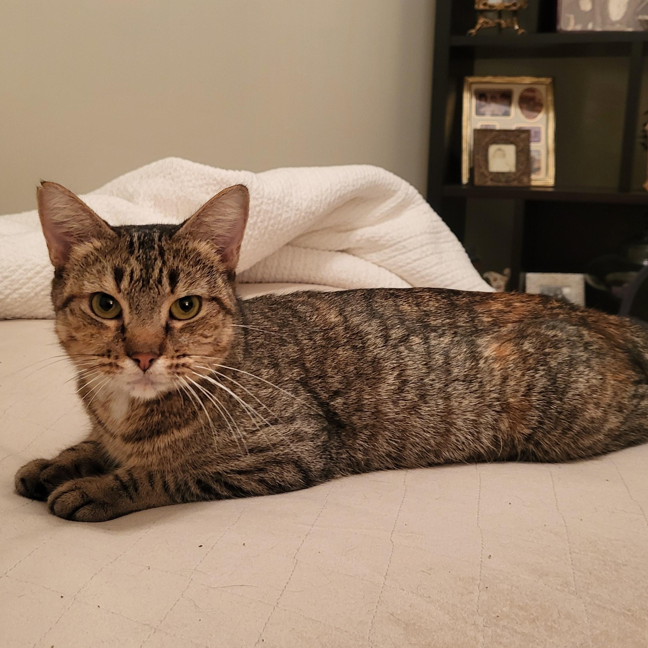 Sugar Mama, ADOPTABLE, Young Female Domestic Short Hair.