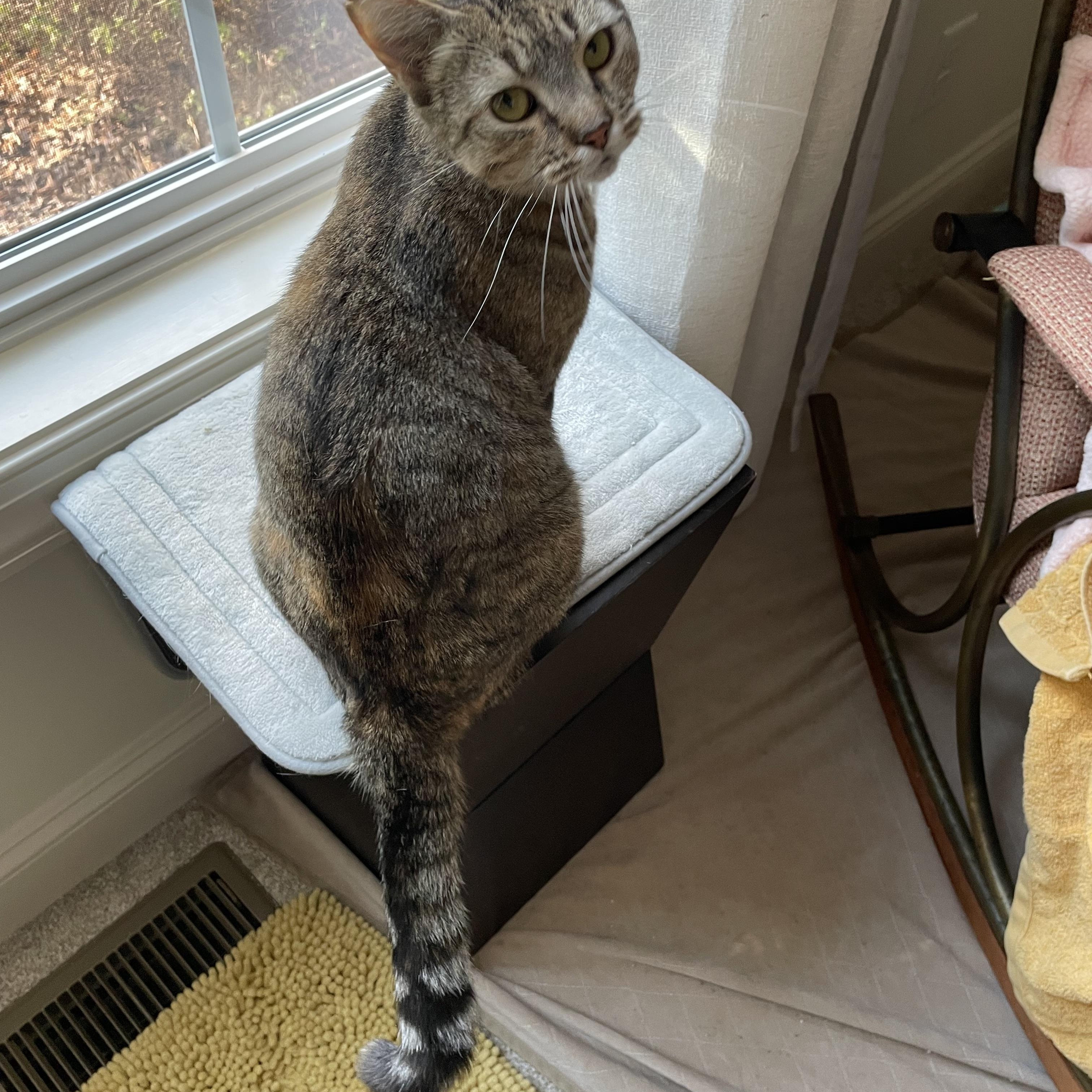 Enlarge Sugar Mama, a ADOPTABLE Domestic Short Hair in Richmond, VA image 2/3