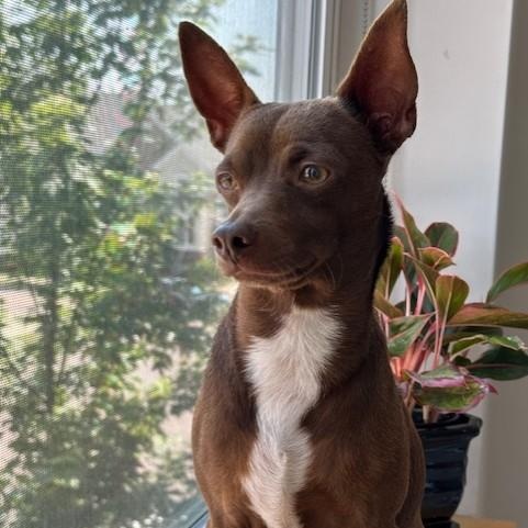 Chico, Young Male Chihuahua