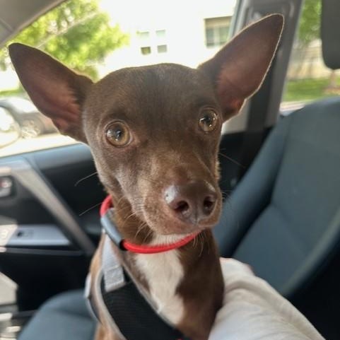 Chico photo 6