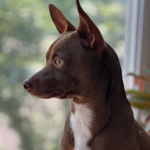 Chico photo 2