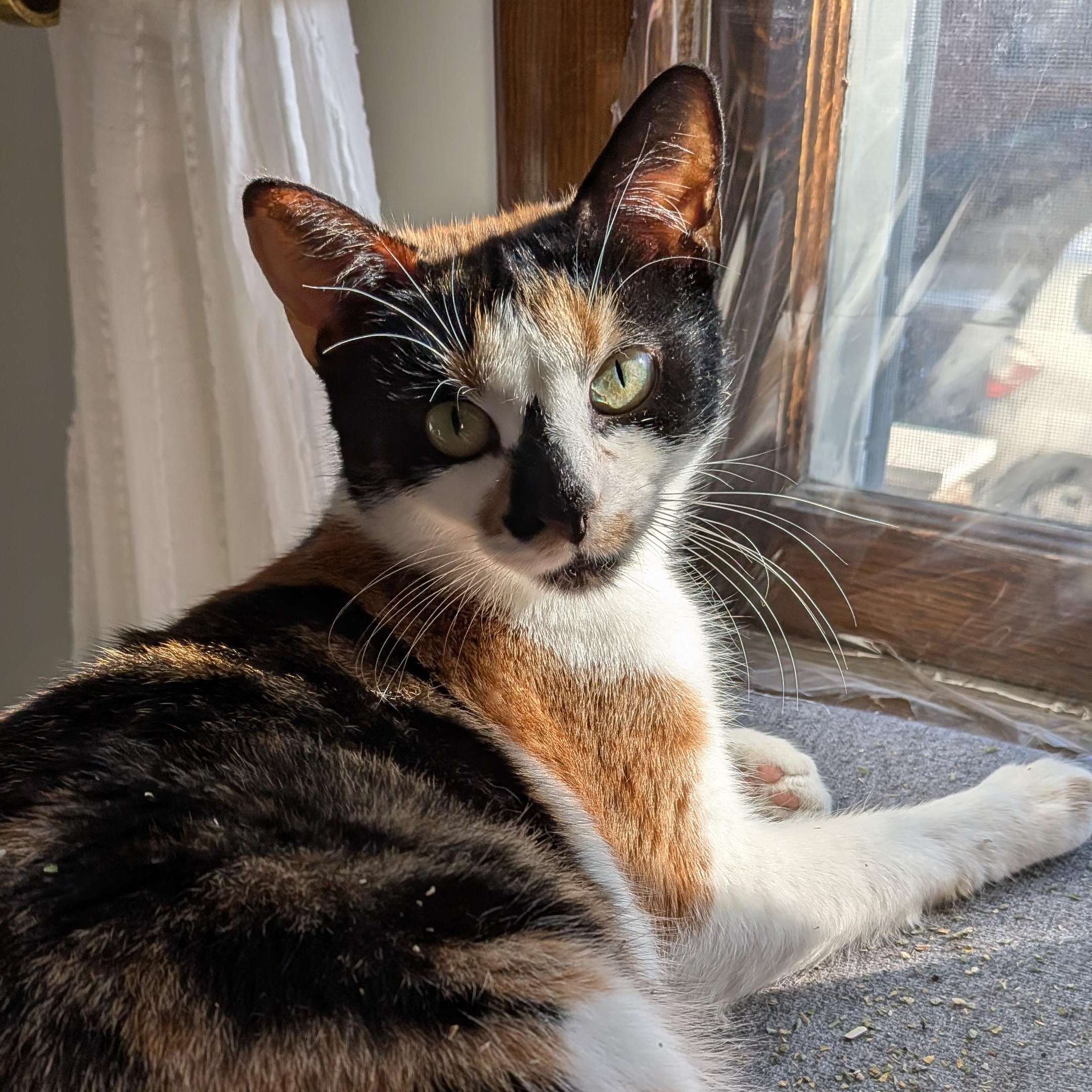 Ava, ADOPTABLE, Young Female Domestic Short Hair.