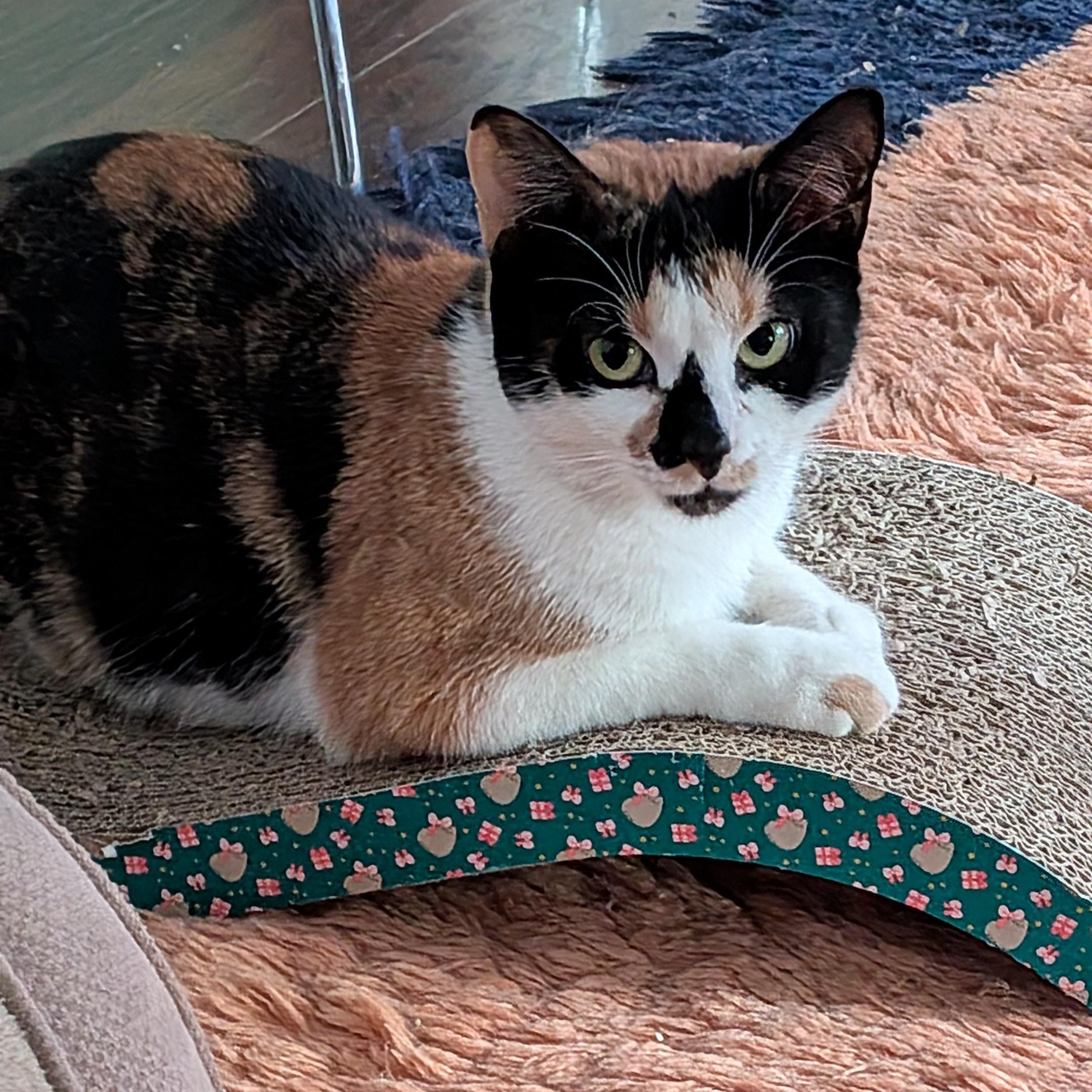 Enlarge Ava, a ADOPTABLE Domestic Short Hair in Newark, NJ image 3/5