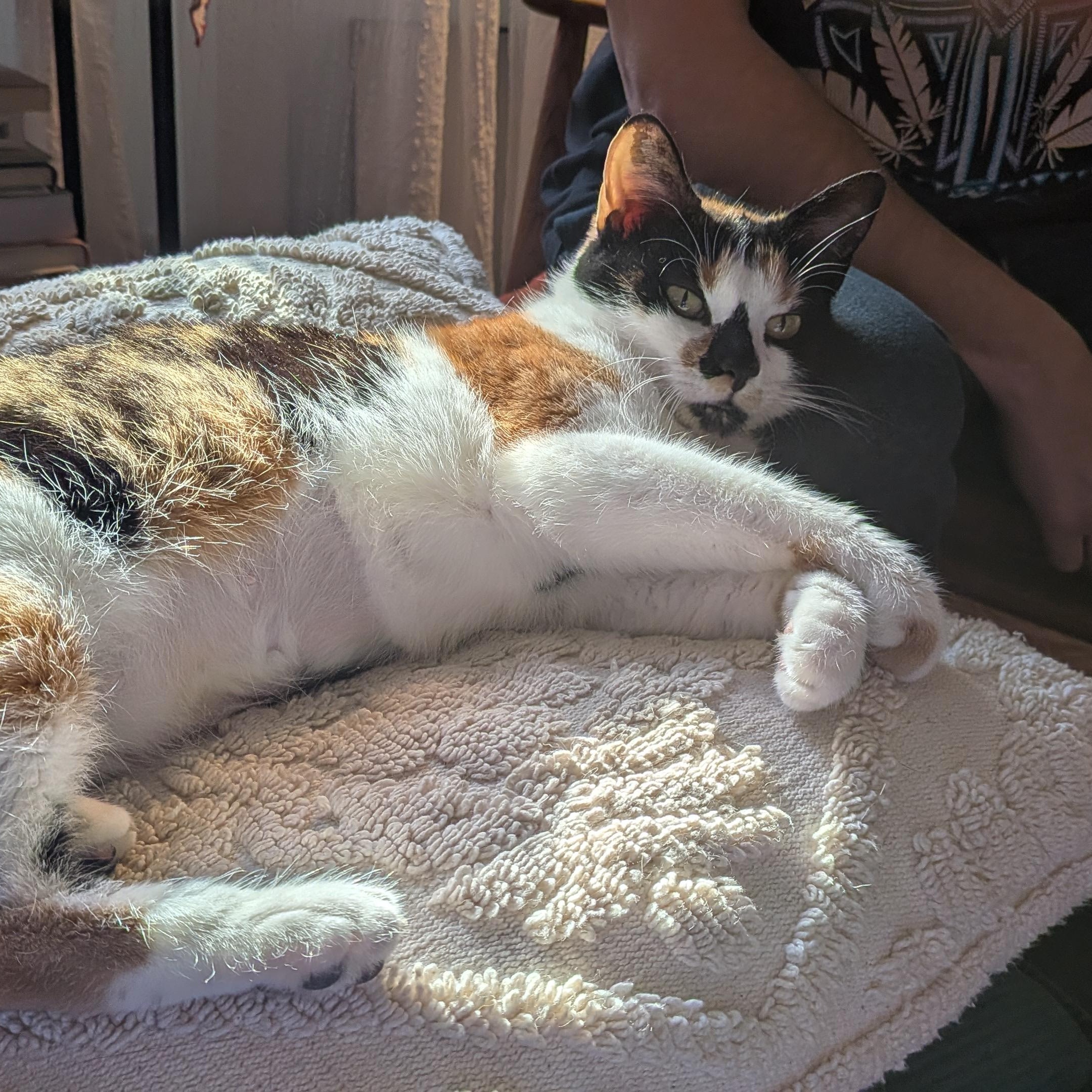 Enlarge Ava, a ADOPTABLE Domestic Short Hair in Newark, NJ image 2/5