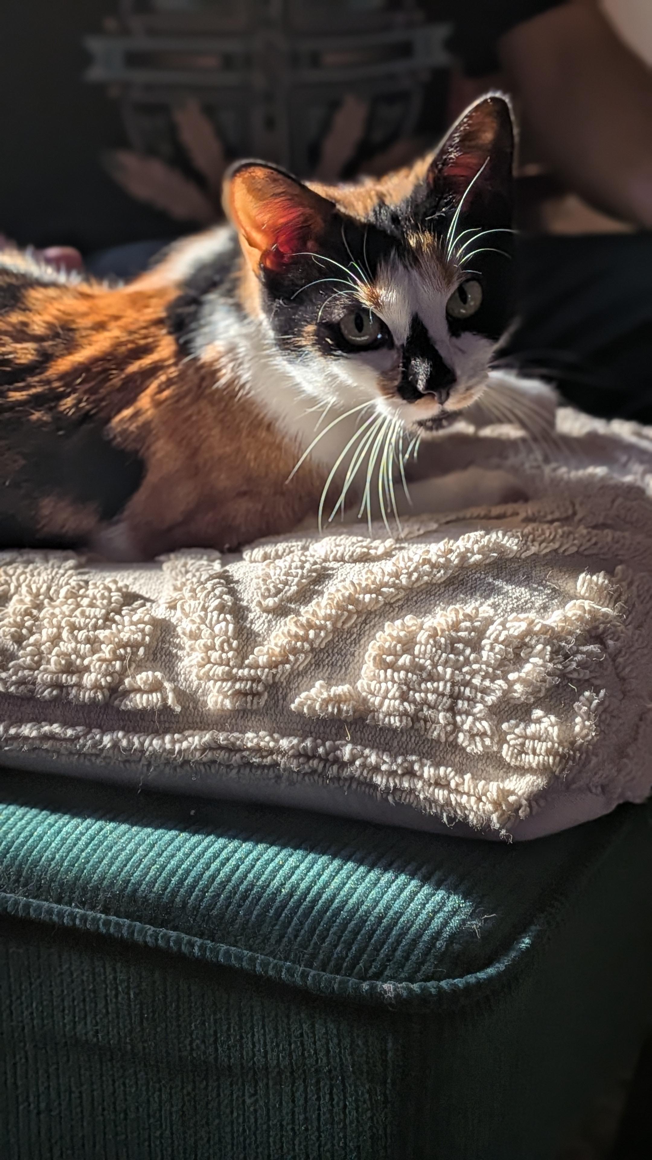Enlarge Ava, a ADOPTABLE Domestic Short Hair in Newark, NJ image 4/5