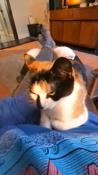 Enlarge Ava, a ADOPTABLE Domestic Short Hair in Newark, NJ video 5/5