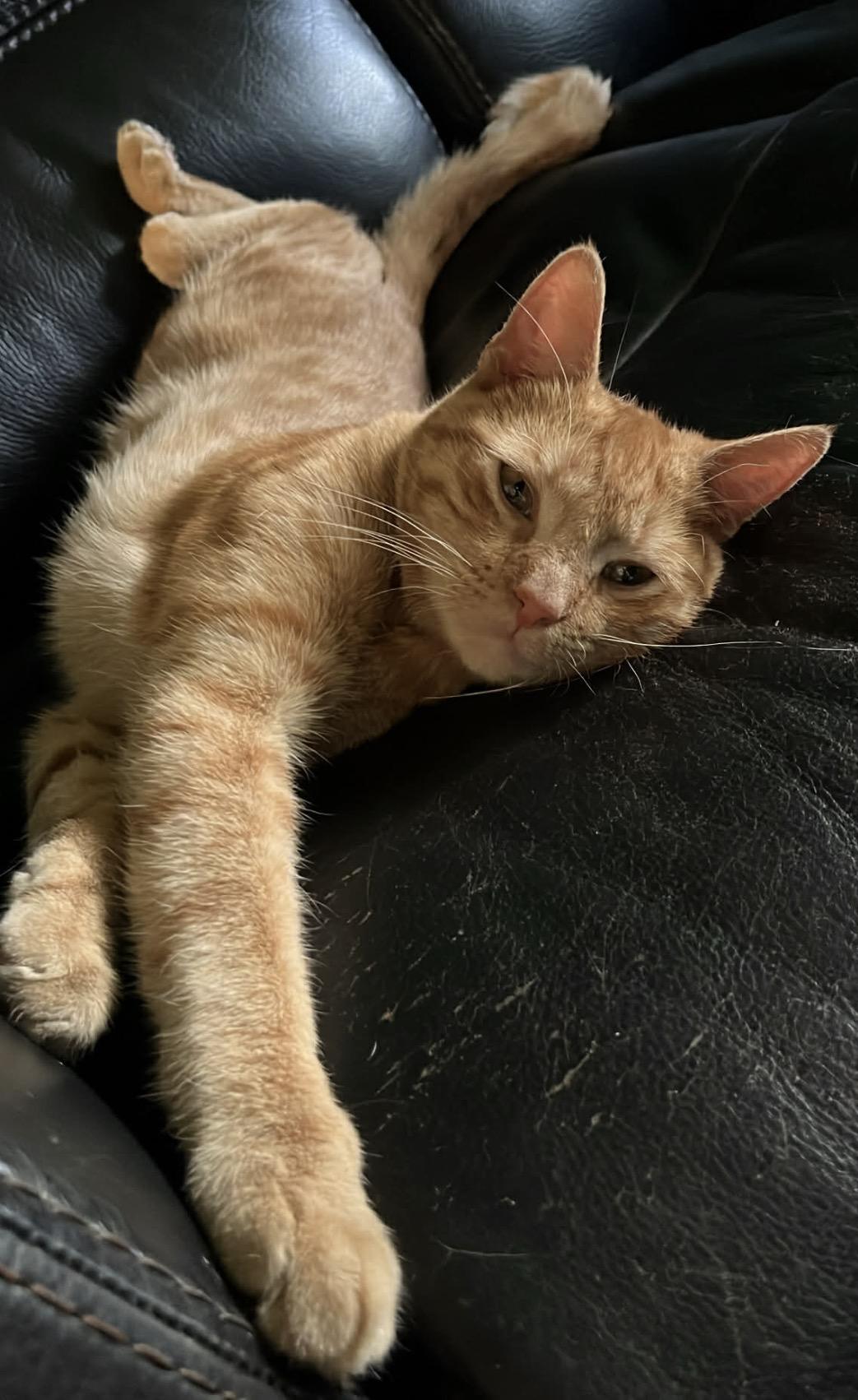 Chester, ADOPTABLE, Young Male Domestic Short Hair.