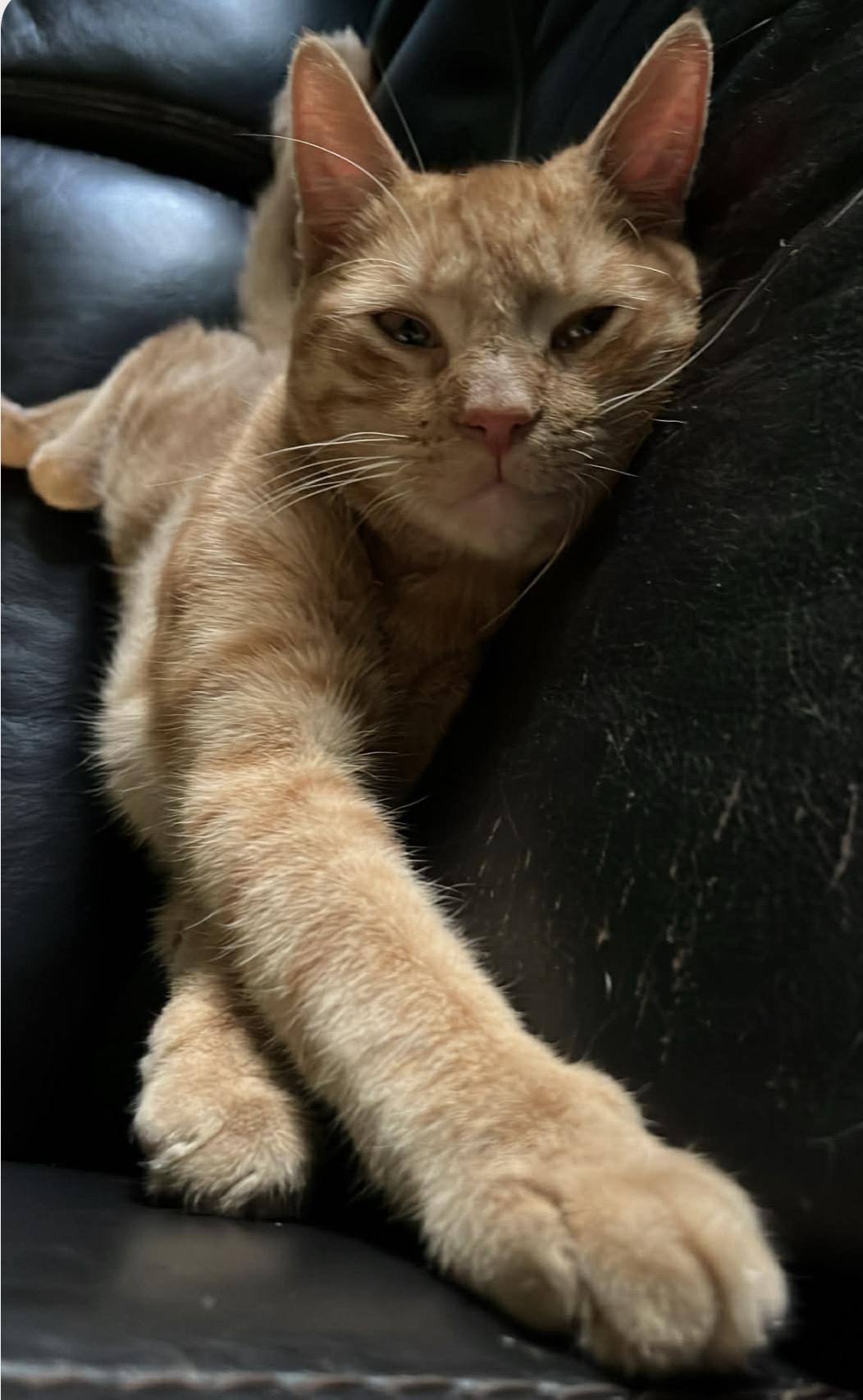 Chester, a ADOPTABLE Domestic Short Hair in Huntington Beach, CA image 2/2